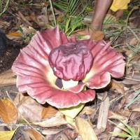 Amorphophallus paeoniifolius (Dennst.) Nicolson